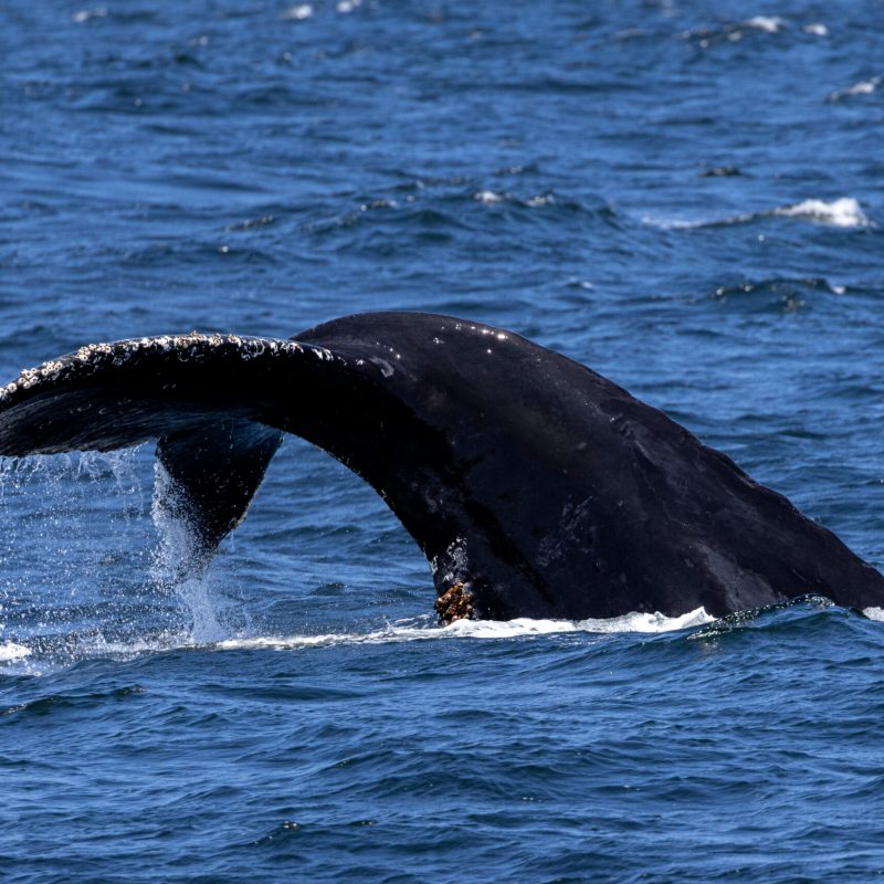 Morro Bay Whale Watching | Excursions & Whale Watching Morro Bay