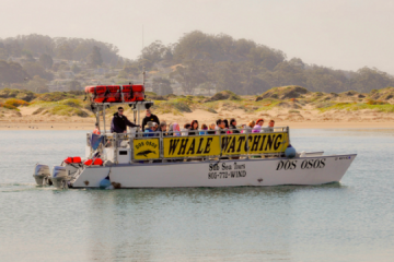 Whale Watching Catamaran | Sub Sea Tours & Morro Bay Whale Watching