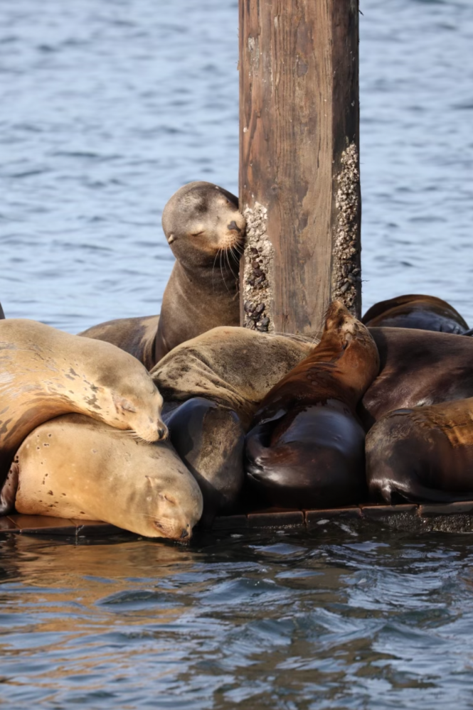 a seal swimming in a body of water